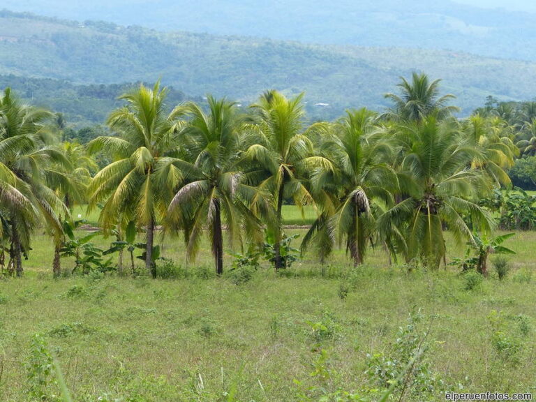 tarapoto 001